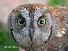 Eurasian Scops Owl Otus scops. Picture by Sergio Fasano